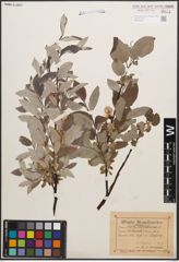 Foto von Salix caprea L. x Salix lapponum L.
